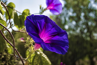 Vibrant Purple Morning Glory Flower Close-Up