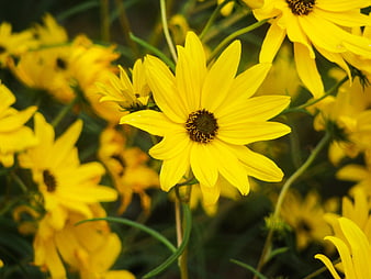 Close-up of vibrant yellow wildflower with blurred background