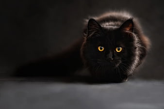 Fluffy Black Cat with Glowing Amber Eyes