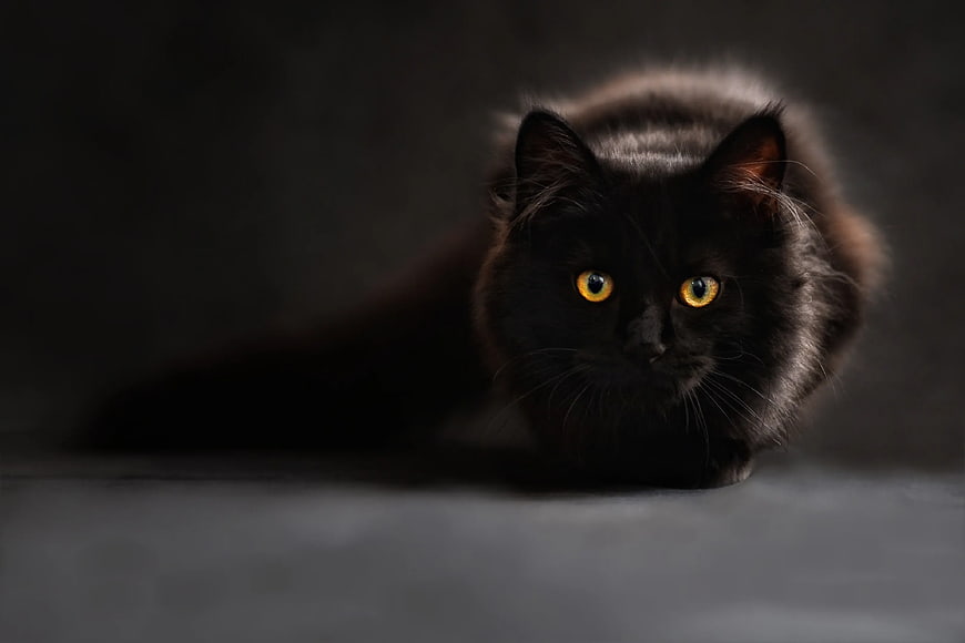 Fluffy Black Cat with Glowing Amber Eyes