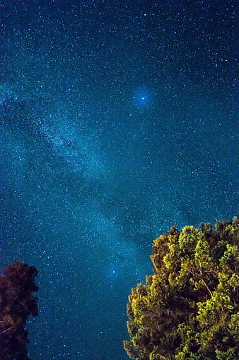 Starry Night Sky Over Pine Trees