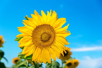 Vibrant yellow sunflower close-up against a clear blue sky