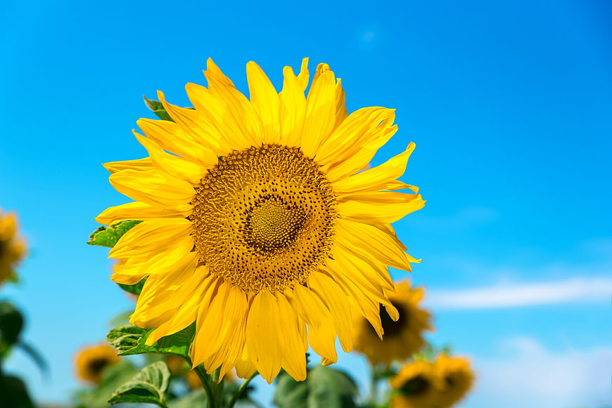 Vibrant yellow sunflower close-up against a clear blue sky