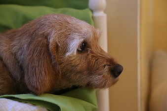 Close-up portrait of a brown dog resting on a green blanket