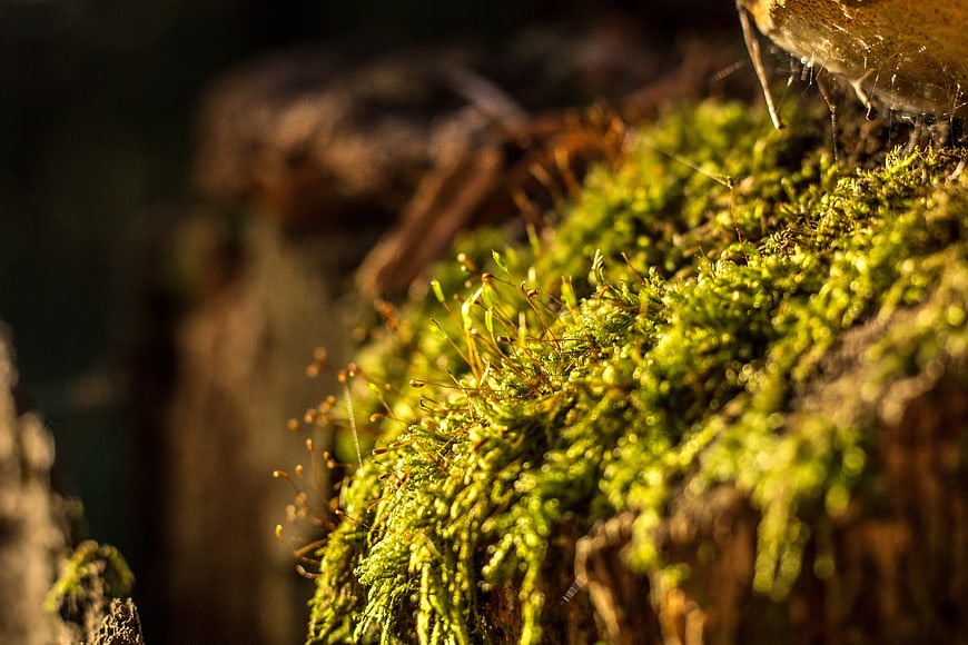 Close-up of vibrant green moss on a tree trunk in sunlight