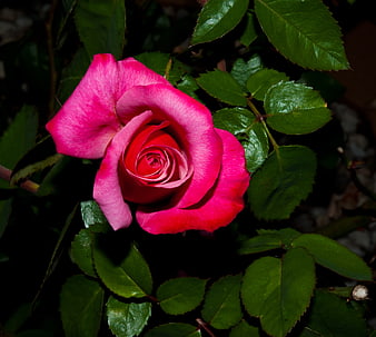 Vibrant Pink Rose Close-Up with Green Leaves