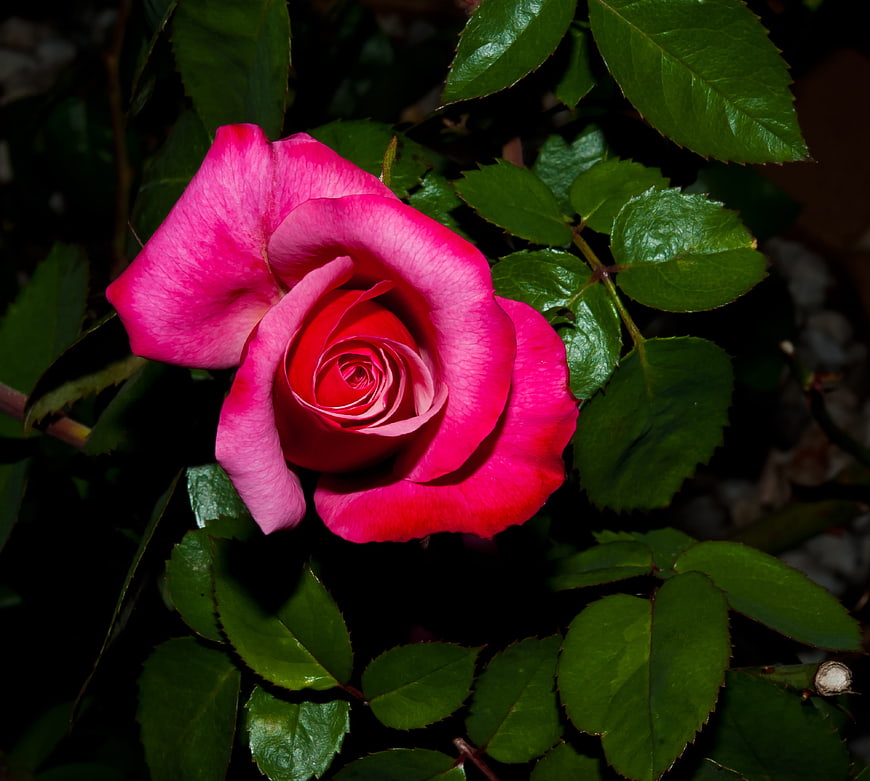Vibrant Pink Rose Close-Up with Green Leaves