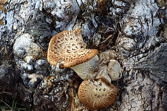 Close-up of wild mushrooms growing on textured tree bark