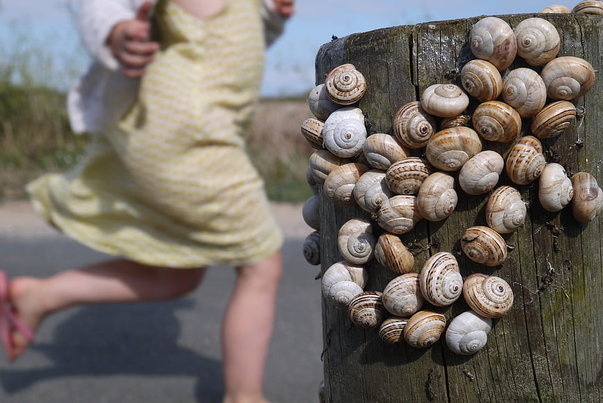 Snails on wooden post with running child in background