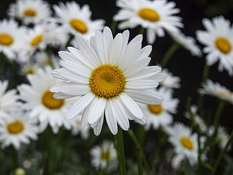Close-up of a white daisy with yellow center in a garden