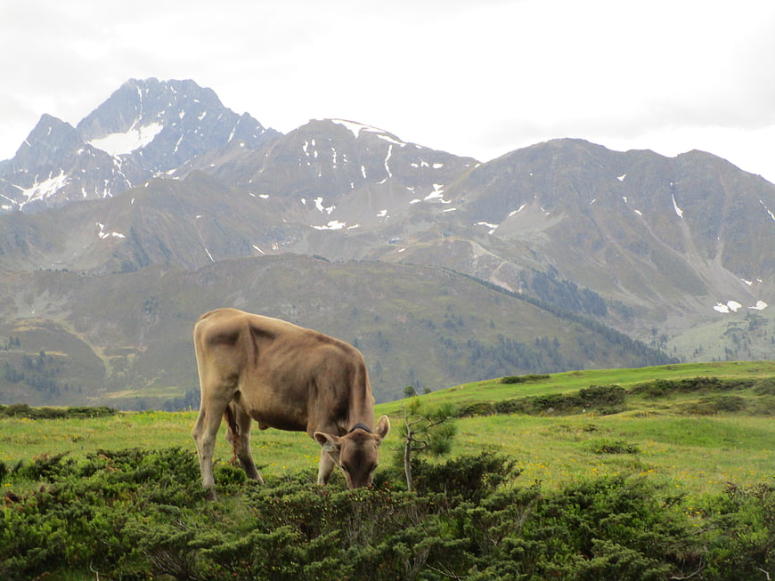 Brown cow grazing in alpine meadow with snowy mountains