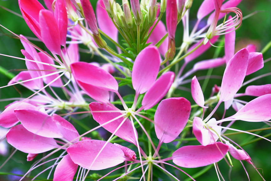 Close-up of vibrant pink spider flowers with green background