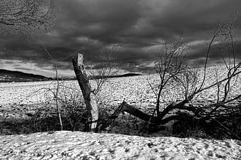 Dramatic Black and White Winter Landscape with Snowy Field