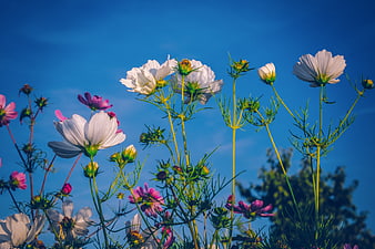 White and pink cosmos flowers blooming against a vibrant blue sky