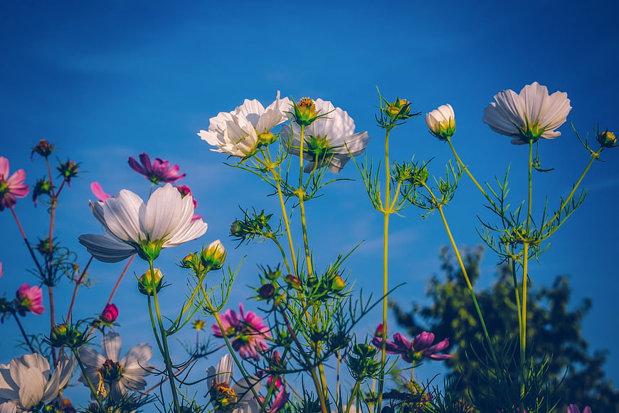 White and pink cosmos flowers blooming against a vibrant blue sky