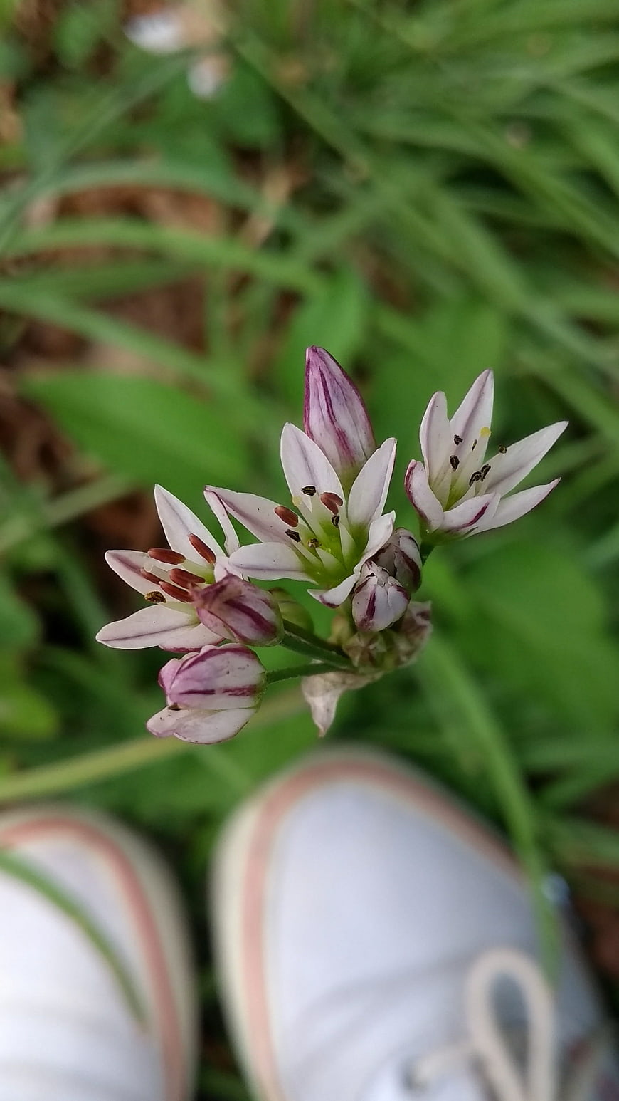 Close-up of wild garlic flowers with sneakers in background