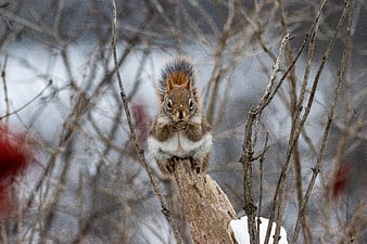 Cute squirrel eating nut on snowy branch in winter