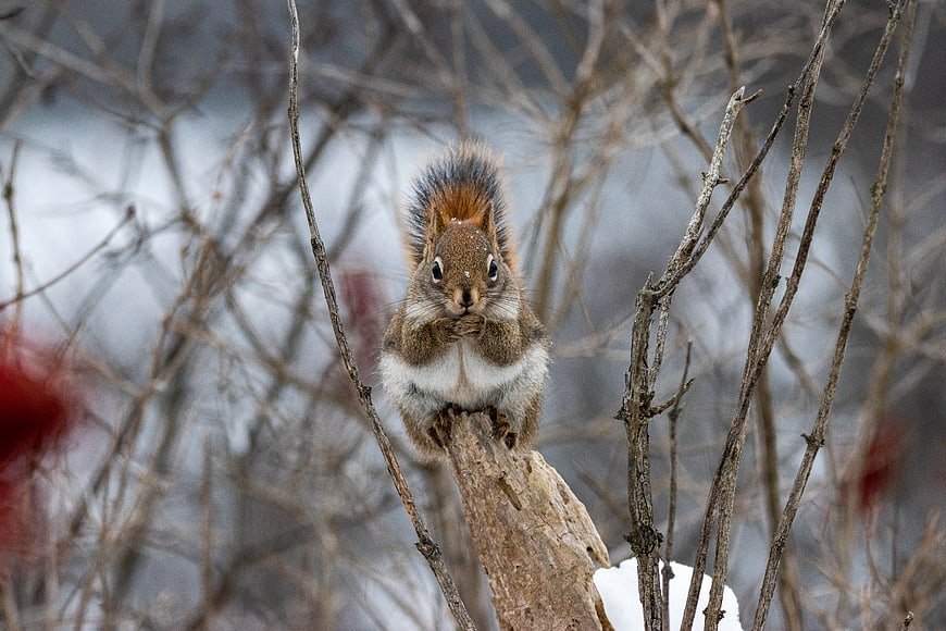 Cute squirrel eating nut on snowy branch in winter