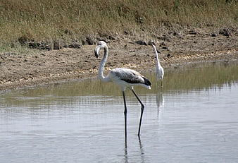 Juvenile Greater Flamingo Standing in Shallow Water
