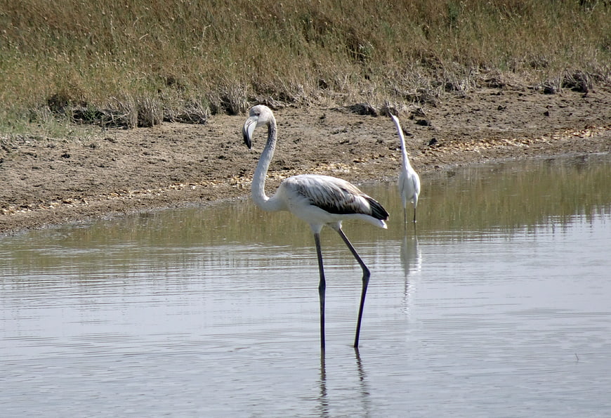 Juvenile Greater Flamingo Standing in Shallow Water