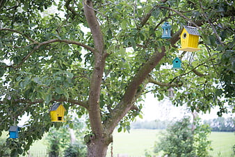 Colorful birdhouses hanging in a leafy green tree