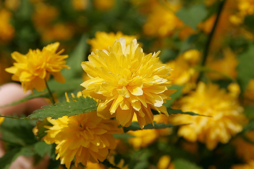 Close-up of vibrant yellow chrysanthemum flowers in bloom