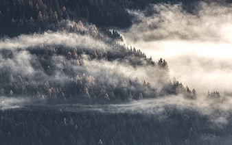 Misty forest landscape with fog rolling through pine trees