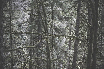 Mossy Pine Forest in Winter Snow