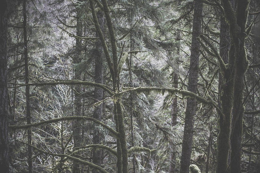 Mossy Pine Forest in Winter Snow