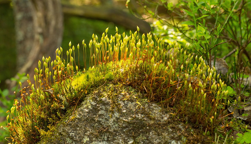 Close-up of vibrant moss with sporophytes on a forest rock