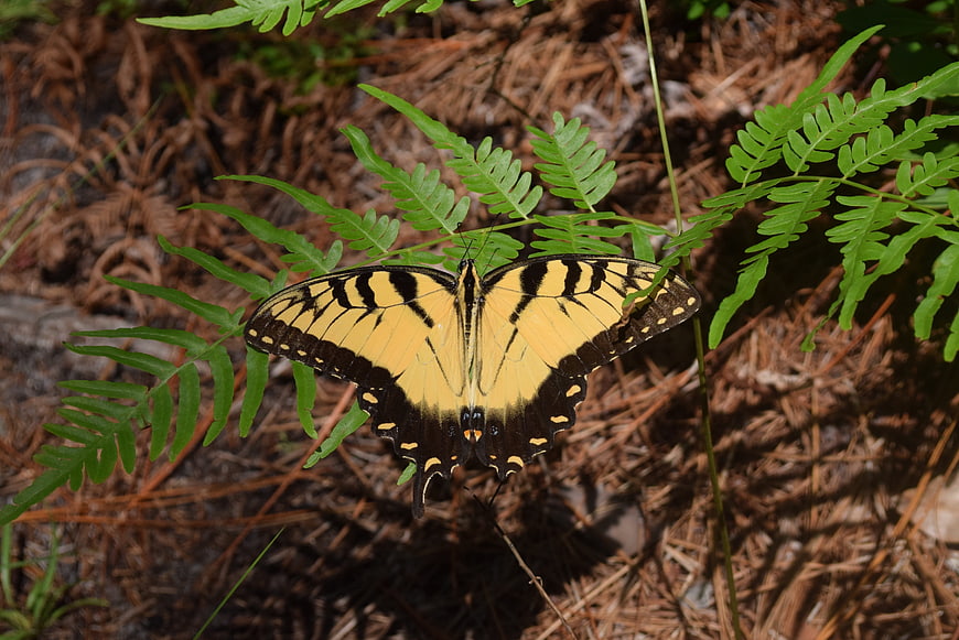 Eastern Tiger Swallowtail Butterfly on Fern