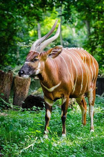 Kudu Antelope Standing in Green Forest Habitat