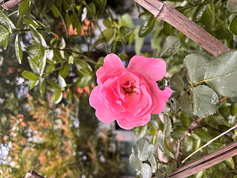 Vibrant Pink Rose in Bloom with Green Leaves