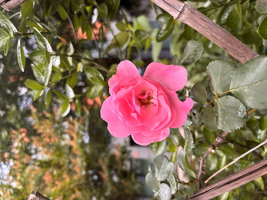 Vibrant Pink Rose in Bloom with Green Leaves