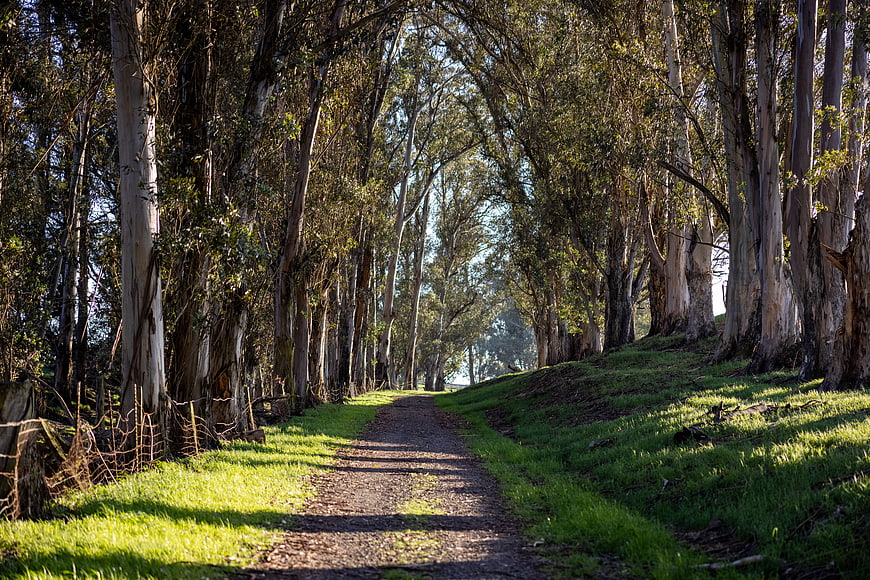 Sunlit dirt path through tall eucalyptus forest