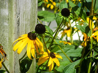 Yellow Black-Eyed Susans Blooming Beside Weathered Wooden Fence