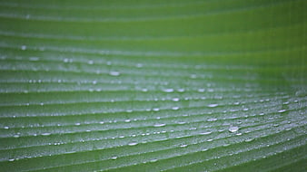 Close-up of green leaf with water droplets