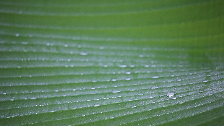Close-up of green leaf with water droplets