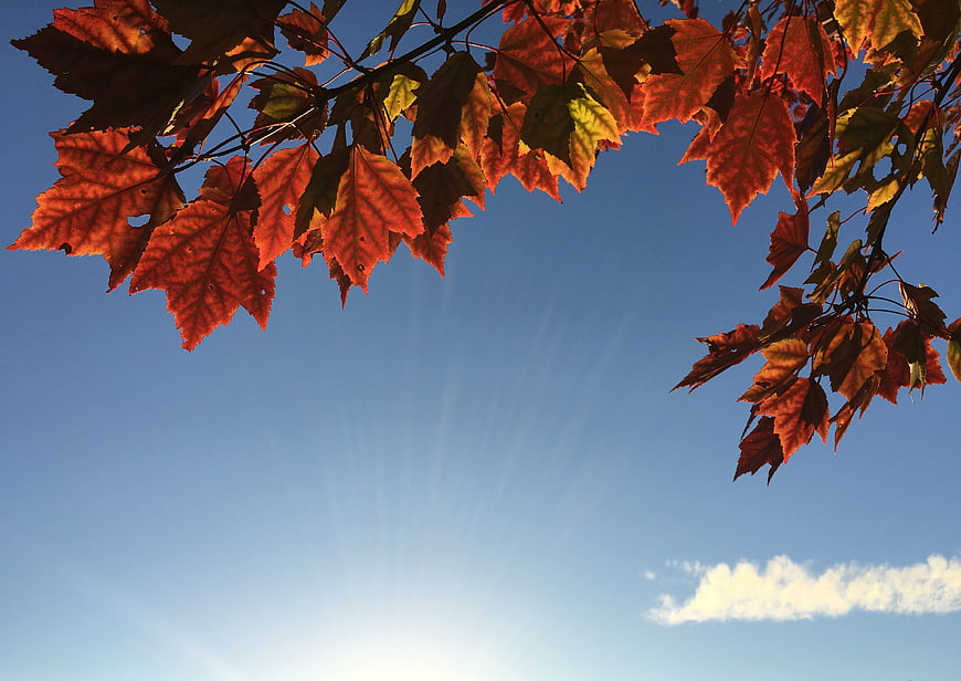 Autumn Maple Leaves Against Blue Sky with Sun Rays