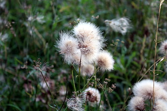 Close-up of fluffy white seed heads in a green meadow