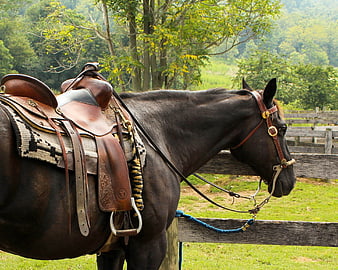 Dark Horse with Western Saddle Tied to Wooden Fence