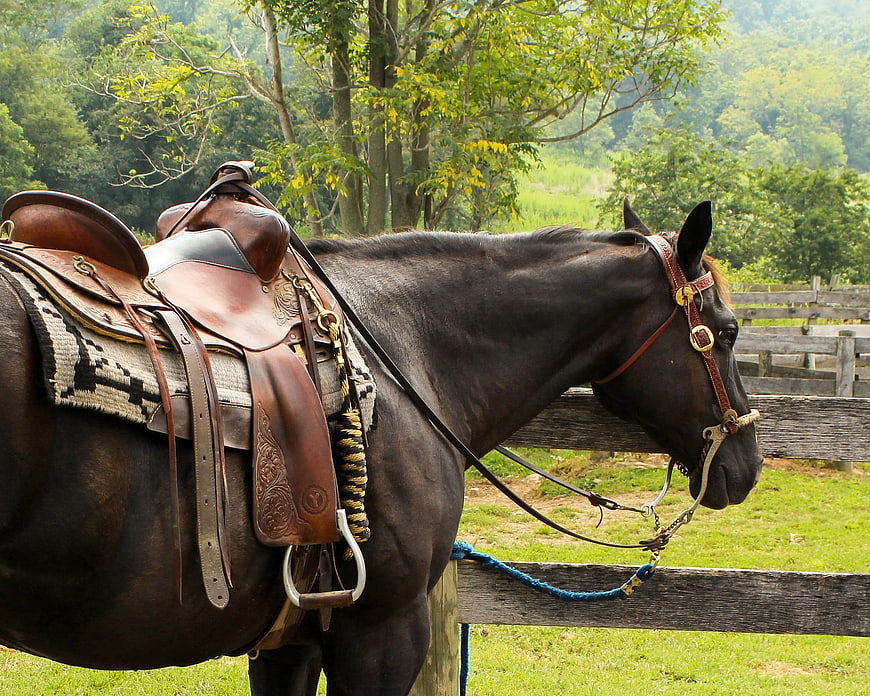 Dark Horse with Western Saddle Tied to Wooden Fence