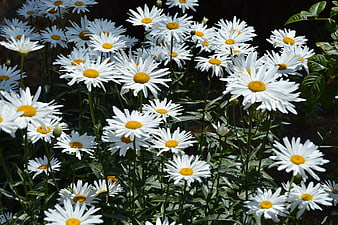 Vibrant White Daisies in Full Bloom Garden Patch