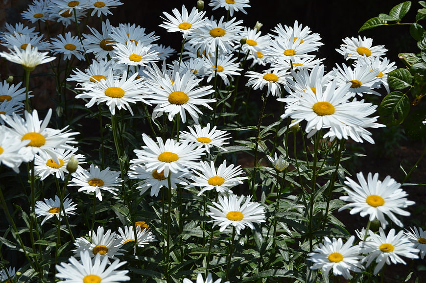 Vibrant White Daisies in Full Bloom Garden Patch