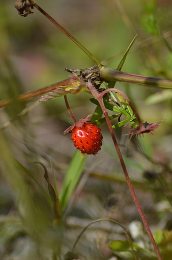 Close-up of a ripe wild strawberry hanging on a vine