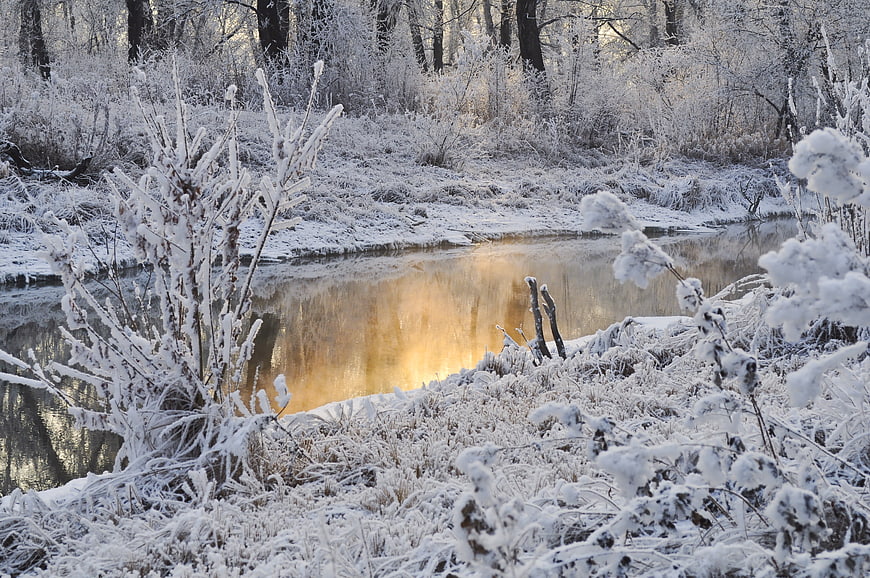 Frosty Winter Stream with Golden Sunlight Reflection