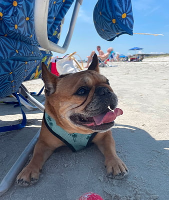 Happy French Bulldog Relaxing on Sandy Beach