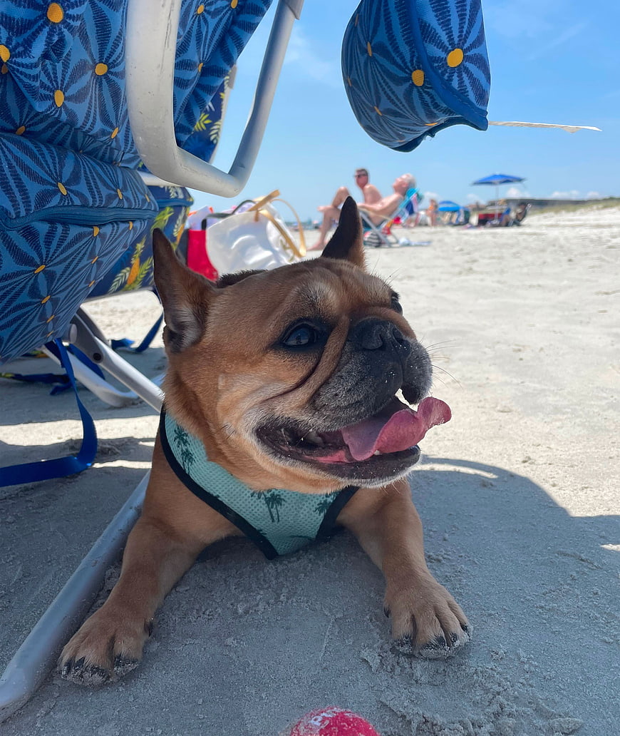 Happy French Bulldog Relaxing on Sandy Beach