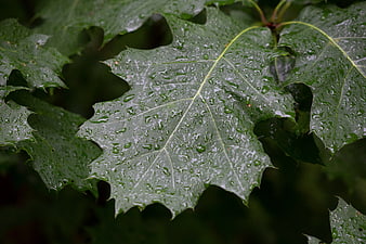 Closeup of Green Oak Leaf with Raindrops