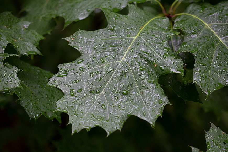 Closeup of Green Oak Leaf with Raindrops